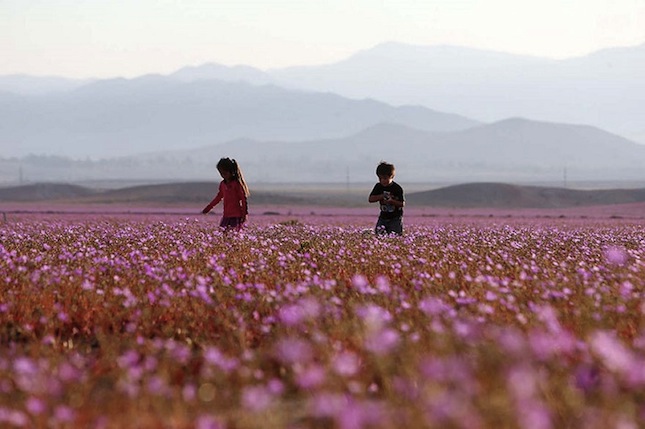 atacama desert1