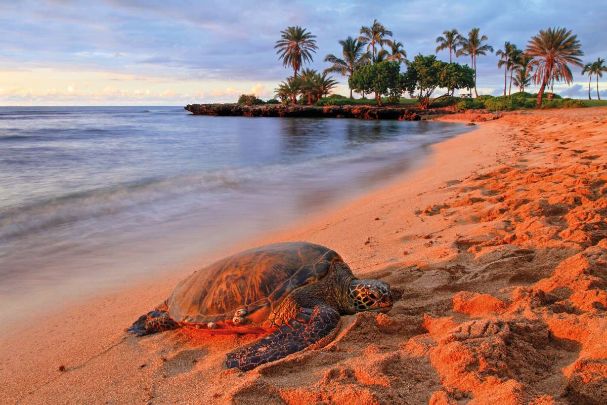 Közönséges levesteknős (Chelonia mydas) – A parton sütkérező teknős, hawaii nevén honu a helyiek kedvelt eledelének számított, csontjából pedig díszeket és halászhorgokat készítettek. Ma már szövetségi oltalom védi. Számukra a legnagyobb veszélyforrást ma a környezetszennyezés következtében kialakuló daganatos elváltozás, a papillomatózis jelenti Fotó: Ruff Gábor