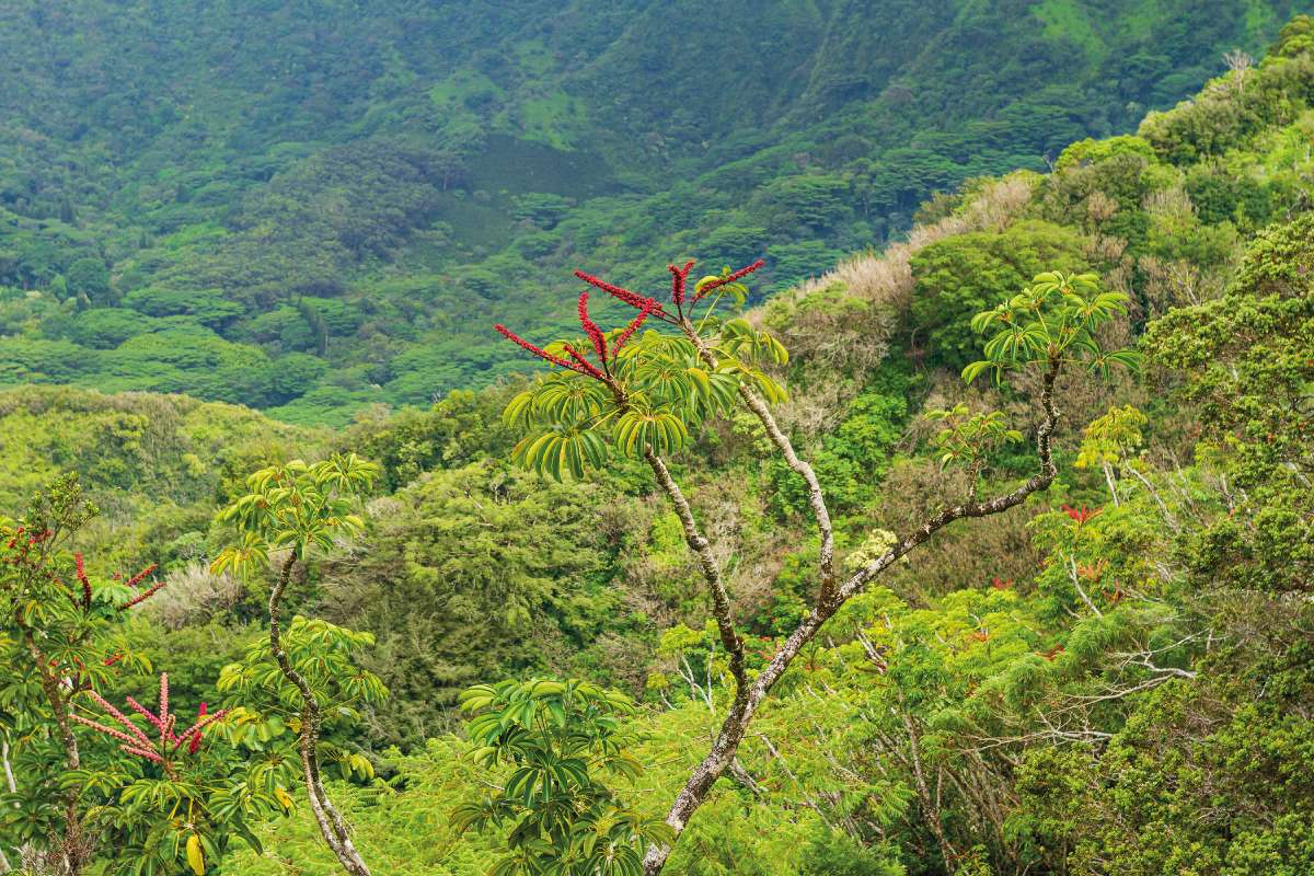 Az esernyőfa az egyik legveszélyesebb gyomnövény Hawaii hegyi erdeiben – Az esernyőfa (Schefflera actinophylla) Ausztráliában és Új-Guinea egyes részein honos. Hawaiiba a 20. század elején dísznövényként telepítették. A természetbe a múlt század 70-es éveiben szabadult ki és azóta mindenfelé megtalálható Fotó: Ruff Gábor