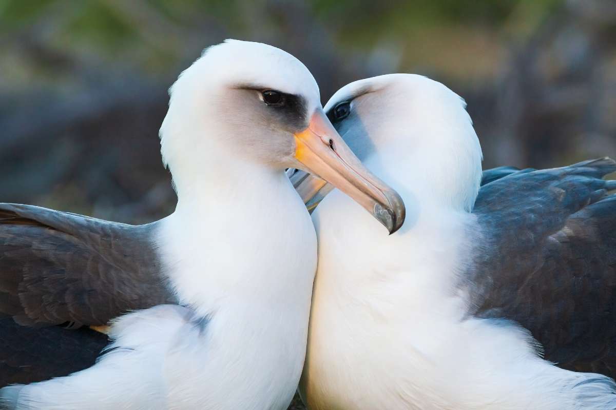 Laysan-albatrosz – Az albatroszok novemberben érkeznek a Kaena Point dűnéi közé, hogy a párok megkezdjék jellegzetes násztáncukat. Az albatroszpárok évente egyetlen fiókát nevelnek. A tojás kiköltése két hónapig tart, majd a fióka kirepülése további öt hónapot vesz igénybe. A utódot mindkét szülő eteti. Az újoncok majd csak évek múlva térnek vissza, hogy párt találjanak maguknak Fotó: Ruff Gábor