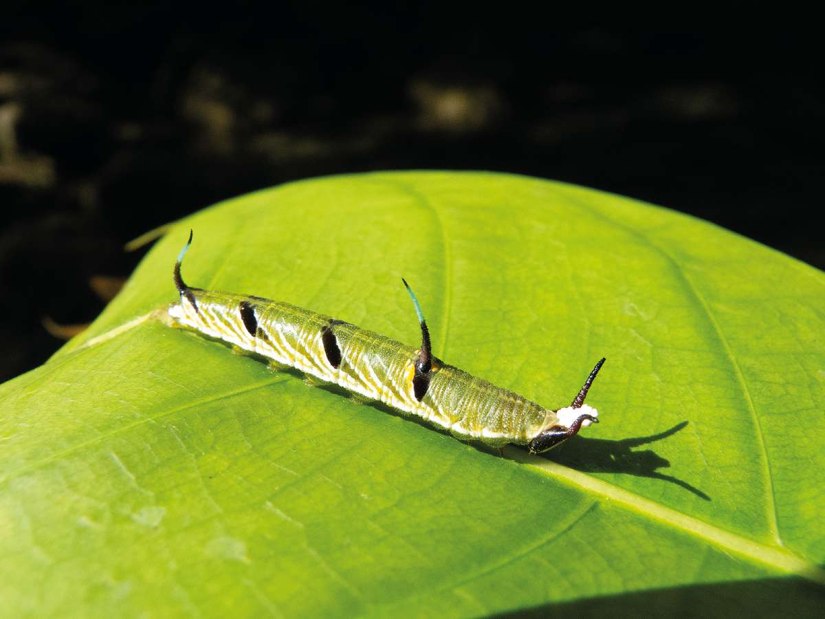 Egy tarkalepke hernyója (Cyrestis sp.) Egy tarkalepke hernyója (Cyrestis sp.)